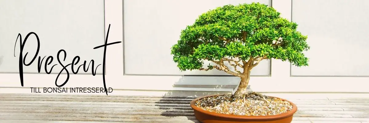 Överraska din bonsai intresserade vän med dessa unika presenter