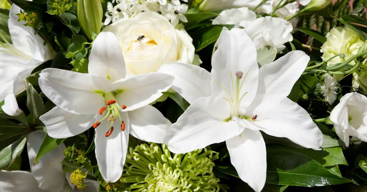 Blommor vid Begravning: En Guide till Blommor Till Begravning