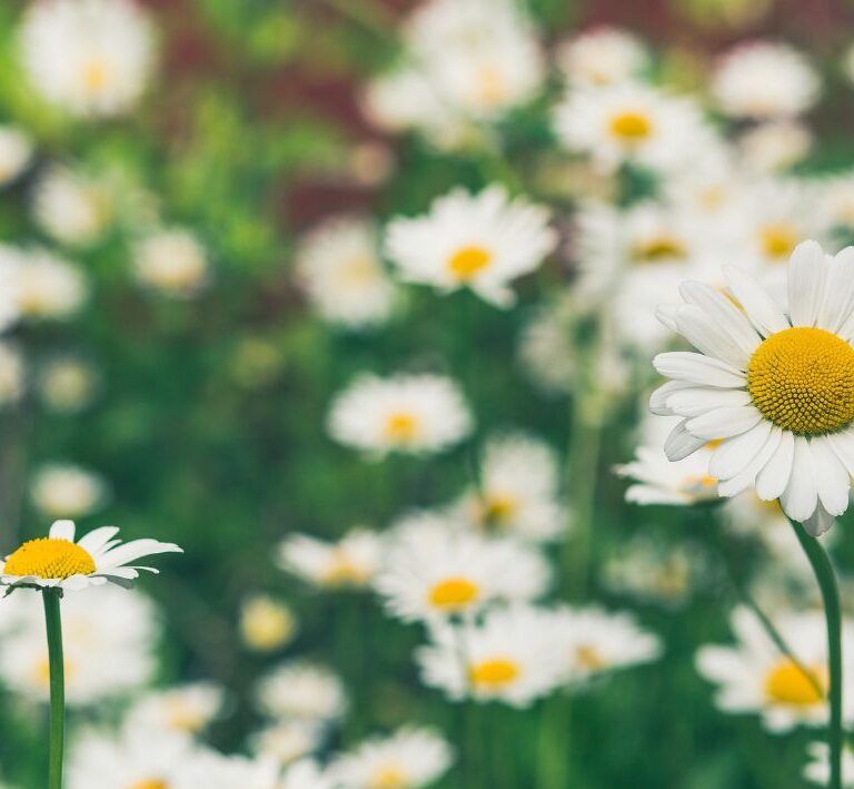 Vad kan man skriva för att önska någon en glad midsommar?